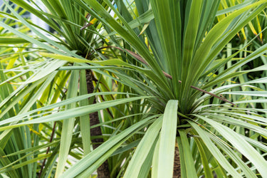 25 BLUE DRACAENA ( Spikes / Broad Leaved Cabbage Tree / Mountain Cabbage ) Cordyline Indivisa Flower Seeds